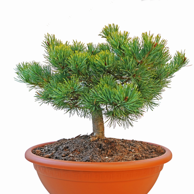 Pinus parviflora 'Karen'_1.jpg