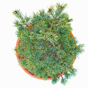 Pinus parviflora Karen Fw - 7 oben.png