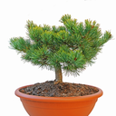 Pinus parviflora Karen FW - 7 front.png