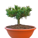 Pinus parviflora Kiomatsu front.png