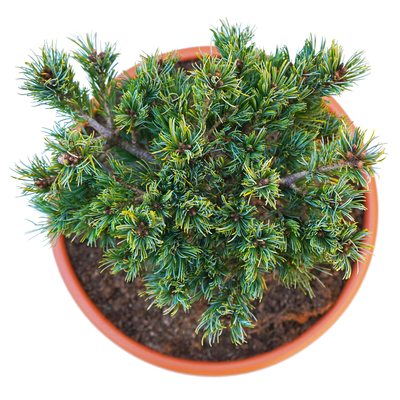 Pinus parviflora Kiomatsu oben.png