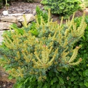Pinus parviflora 'Kin-Po'.JPG