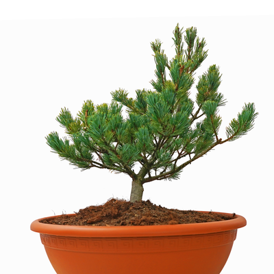 Pinus parviflora M - PAR 6 front.png
