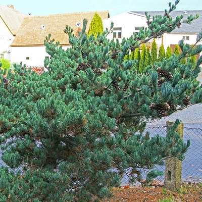Pinus parviflora 'Compacta'1_2.jpg
