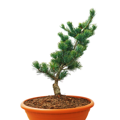 Pinus parviflora Shin Sho front.png
