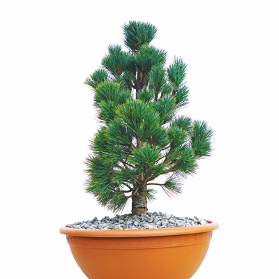 Pinus peuce Palister front.png
