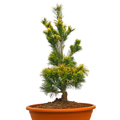 Pinus parviflora Goldilocks front .png