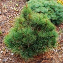 Pinus peuce 'Minidom'_1.jpg