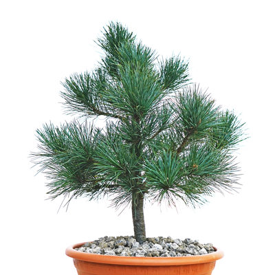 Pinus peuce Piroschka front.png