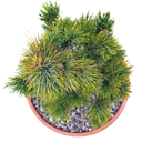 Pinus peuce Yugo oben.png