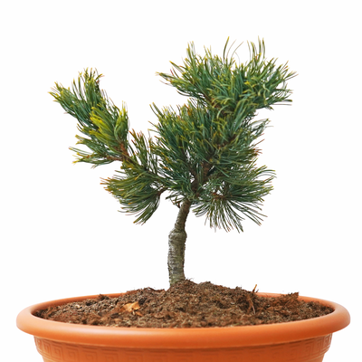 Pinus pumilla Blue Dwarf front.png