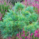 Pinus pumila 'JEG 2'.jpg