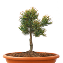 Pinus pumila Blue Mops front.png