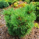 Pinus pumila 'Kamcatka_1'.jpg