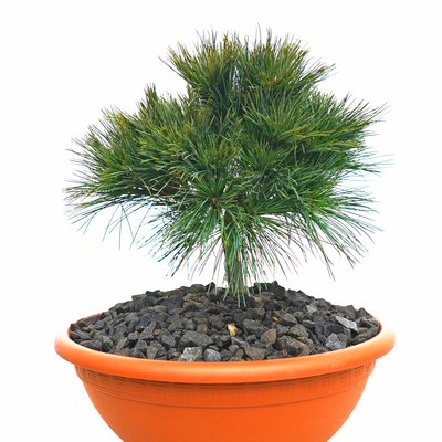 Pinus strobus Stvoridla front.png