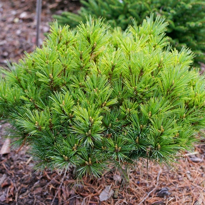 Pinus strobus 'Cyrus_1'.jpg