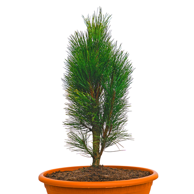 Pinus nigra Pyramidalis front.png