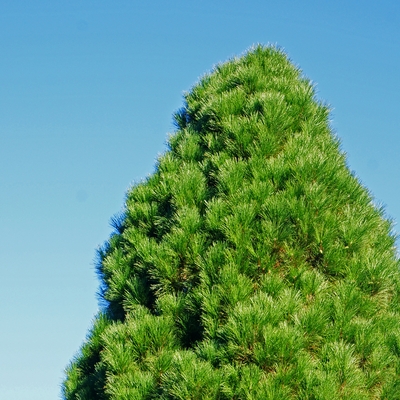Pinus nigra var.pyramidalis_1.jpg