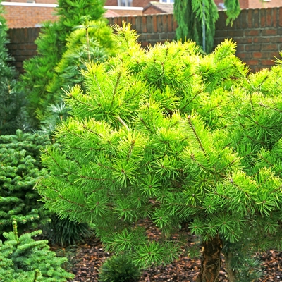 Pinus sylvestris 'Skyak_1..jpg