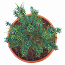 Pinus sylvestris Watereri oben.png