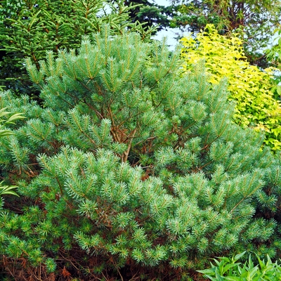 Pinus sylvestris 'Compressa'_1.jpg