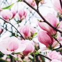 Tulpen-Magnolie (Magnolia Soulangeana)