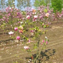Tulpen-Magnolie "Lennei" 150-175cm