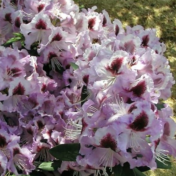 Rhododendron  Alexis