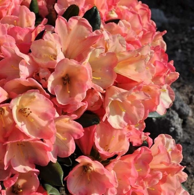 Rhododendron "Barbarella" 25-30cm