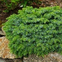Picea omorika 'Mini Rockicany'_1.jpg