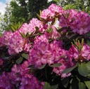 Rhododendron "Anastasia" 50-60cm