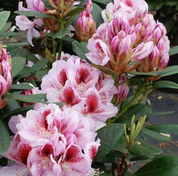 Rhododendron "Belami"® 30-40cm