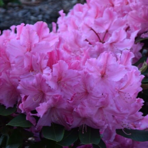 Rhododendron "Caruso"® 40-50cm