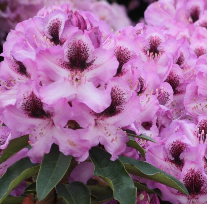Rhododendron "Durantik" 30-40cm