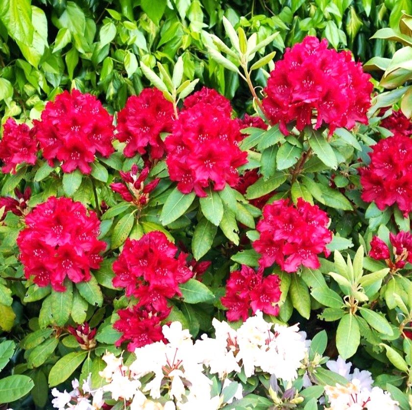 Rhododendron "Erato" 30-40cm