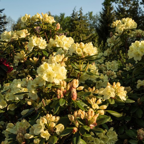 Rhododendron "Friesiane" 40-50cm