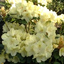 Rhododendron "Goldinetta"® 40-50cm