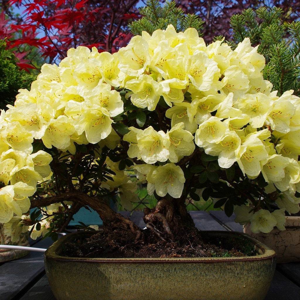 Rhododendron "Goldkrone"® 40-50cm