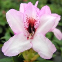 Rhododendron "Graffito"® 40-50cm