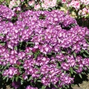 Rhododendron "Graffito"® 40-50cm INKARHO®
