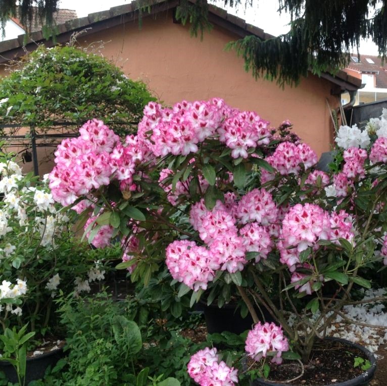 Rhododendron "Hachmann's Charmant"® 30-40cm INKARHO®