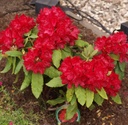 Rhododendron "Hachmann's Feuerschein"® 40-50cm
