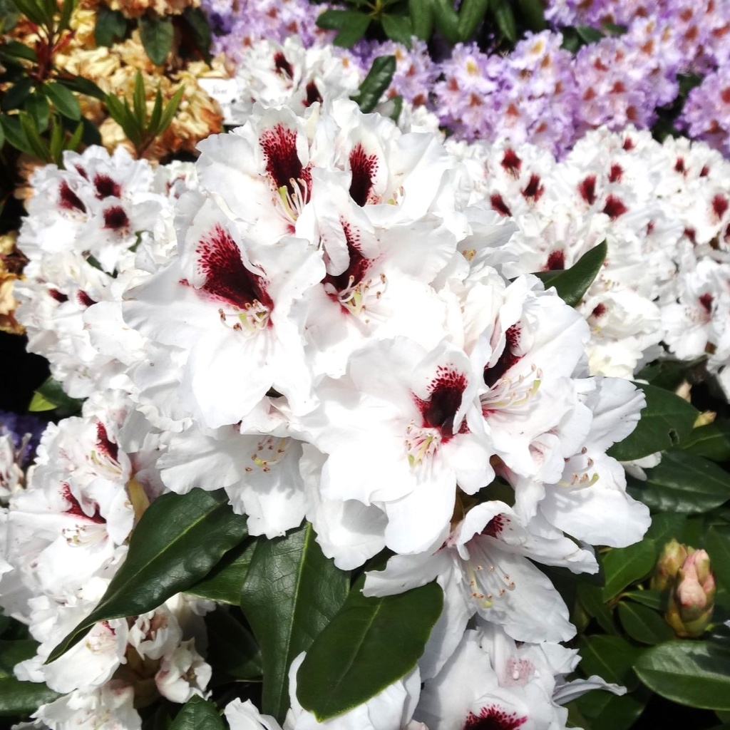 Rhododendron "Hachmann's Picobello"® 25-30cm INKARHO®