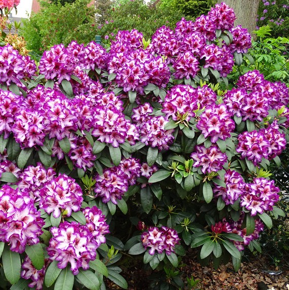 Rhododendron "Hans Hachmann"® 40-50cm INKARHO®