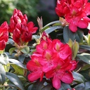 Rhododendron "Junifeuer" 30-40cm