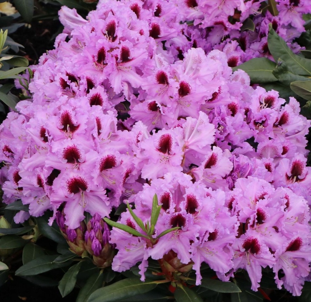 Rhododendron "Kabarett"® 40-50cm INKARHO®