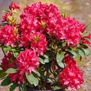 Rhododendron "Karl Naue" 30-40cm