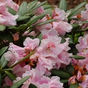 Rhododendron "Kromlauer Parkperle" 40-50cm
