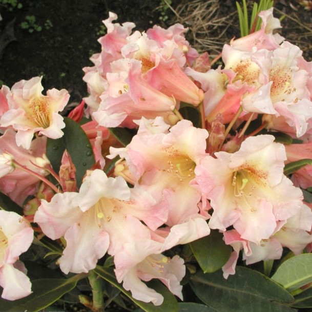 Rhododendron "Marylou" 30-40cm