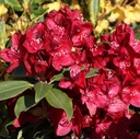 Rhododendron "Matador" 30-40cm